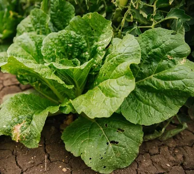 Chinese Cabbage Recipes | Пекинская капуста, Капуста рецепты, Выращивание  капусты