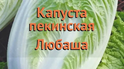 Пекинская капуста: как получить красивые кочаны, а не роскошные цветочные  стрелки | Огород и Компания | Дзен