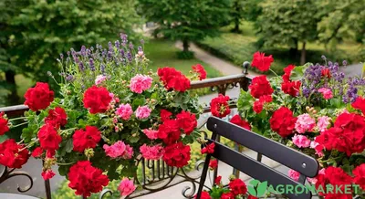 Пеларгония Зональная (Герань) (Pelargonium zonale) в кашпо — Рассада цветов  и овощей.