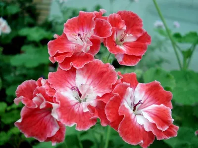 Коллекции растений ЦСБС СО РАН - Pelargonium zonale (L.) L'Hér. cv.White  Splash – Пеларгония зональная cv.White Splash