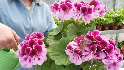 Bicolor пеларгония ангела Whitepink в цветущем саду. Стоковое Фото -  изображение насчитывающей природа, многолетники: 182036418