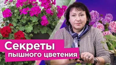 Домашняя герань (пеларгония): виды и сорта, уход, размножение, болезни |  ivd.ru