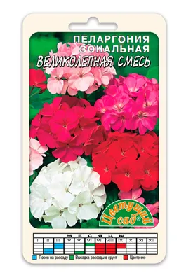 Зимний уход за пеларгонией – Agro-Market