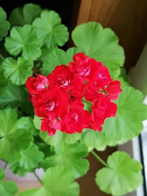 Герань / Пеларгония (Pelargonium) - хороша и на подоконнике и в летнем саду