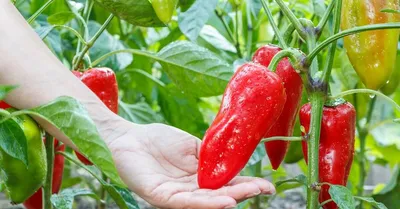 Перец Бабушкина грядка 0,2 г Н11 купить недорого в интернет-магазине  товаров для сада Бауцентр