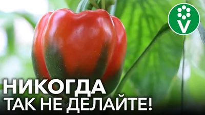 Комплект грядок в теплицу оцинкованные (высота борта 20 см) - Росгрядка