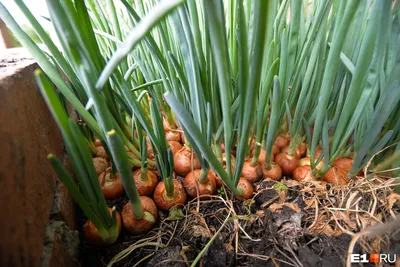 Быстрое высыхание лука на грядке может быть признаком заболевания луковицы  | Вестник города Отрадного