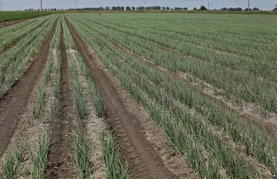 Посадка и выращивание лука-порея в открытом грунте | На грядке (Огород.ru)