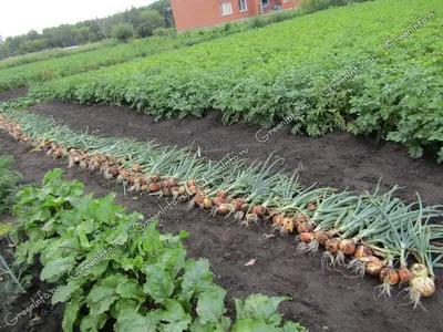 Лук батун - Лук - Луковичные культуры - Овощные культуры - GreenInfo.ru