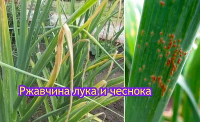 Почему лук не уродился: 7 причин плохого урожая | На грядке (Огород.ru)