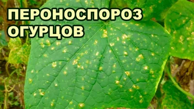 ПЕРОНОСПОРОЗ ОГУРЦОВ В ТЕПЛИЦЕ (10-09-2018) - YouTube