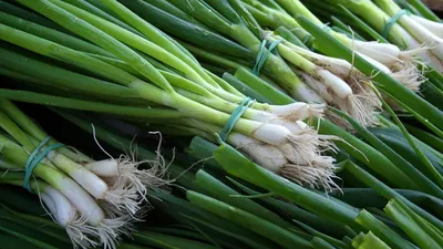 Лук Агрофирма Партнер Морковь, редис, лук, свекла - купить по выгодным  ценам в интернет-магазине OZON (930685283)