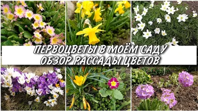 ПЕРВОЦВЕТЫ В МОЁМ САДУ 🌺 ОБЗОР РАННЕЦВЕТУЩИХ РАСТЕНИЙ🌸 РАССАДА ЦВЕТОВ 23  апреля 2021 - YouTube