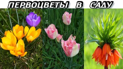 Первые Весенние Цветы - Весенние Первоцветы в Саду - YouTube