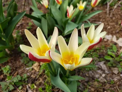 В ботаническом саду Краснодарского края зацвели весенние первоцветы | РИА  Новости Медиабанк