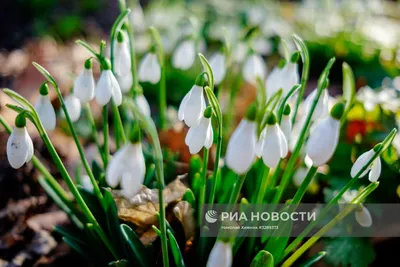 Первоцветы ботанического сада МГУ часть1 | Пикабу