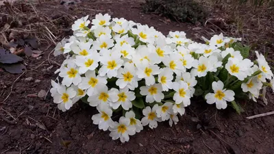 Встречаем весну: 12 первоцветов в саду — INMYROOM