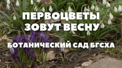 Первоцветы в Михайловском саду - YouTube