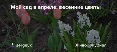 Фоторепортаж «Мои первые весенние цветы» (15 фото). Воспитателям детских  садов, школьным учителям и педагогам - Маам.ру