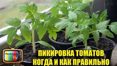 ПИКИРОВКА ТОМАТОВ КОГДА И КАК ПРАВИЛЬНО - YouTube