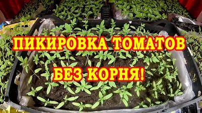ПИКИРОВКА ТОМАТОВ БЕЗ КОРНЯ. ПРОВЕРЕННЫЙ СПОСОБ - YouTube