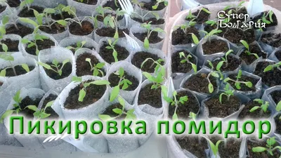 Пикировка помидор. Выращивание рассады. Природное земледелие - YouTube