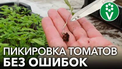 ГК Ясхим - Рубрика «Полезные советы» Пикировка томатов Процесс пересадки  овощной культуры из одной емкости в другую, большего размера, называется  пикировкой. Эта процедура весьма полезна для томатов. Её проводят, пока  рассада помидоров