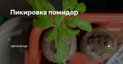 Как правильно пикировать помидоры