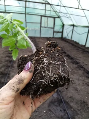 🌱Секреты раннего урожая. Все о пикировке томатов. По сколько штук  пикировать в стакан 1 или 2🌱 - YouTube