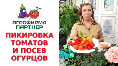 Советы огородникам Бурятии. Когда сажать помидоры на рассаду - Общество -  Новая Бурятия