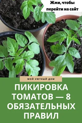 Когда пикировать помидоры, как это делать: правила пикировки рассады томатов  - 26 марта 2023 - НГС