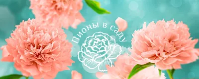 ПИОНЫ в САДУ | Moscow