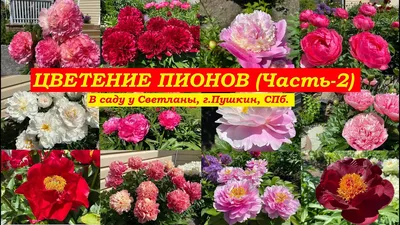 Посадка пионов в открытый грунт: фамильные секреты | Питомник растений  «Алексеевская Дубрава»