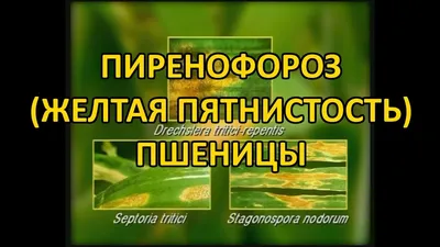 Аграрии лечат одно, пшеница болеет другим | Листья, Растения, Заболевания