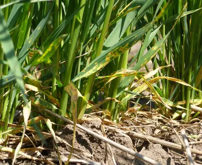 Пиренофороз, желтая пятнистость пшеницы Drechslera tritici repentis -  YouTube