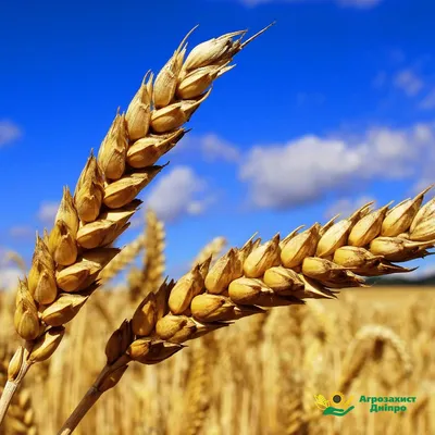 Пшеница АС Маунтин (АС Mountain) SeCan купить за 12 000 грн. с доставкой