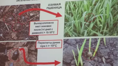 Семена озимой пшеницы КВС Эмил Элита ( KWS ) (ID#1907157507), цена: 15200  ₴, купить на Prom.ua
