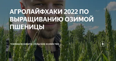 Пшеница Спадщина Одесская – Купить Цена Оригинал 100% – АгроМен