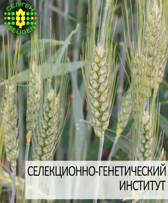 Россельхозцентр: оперативная информация о распространении заболеваний озимых  зерновых культур в РФ весной 2019 года - Агротайм