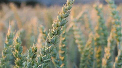Вредители озимой пшеницы в весенне летний период жужелица, клоп черепашка,  трипсы, жук кузька - YouTube