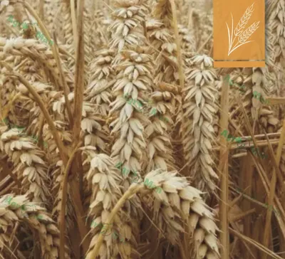 1 Желтая пятнистость листьев пшеницы (пиренофороз) является экономиче