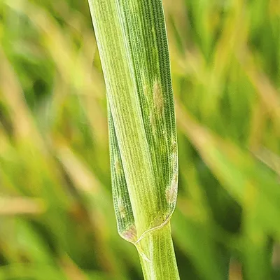 ГлавАгроном - Озимая пшеница-2021: с какими проблемами столкнутся аграрии  Центрального Черноземья?