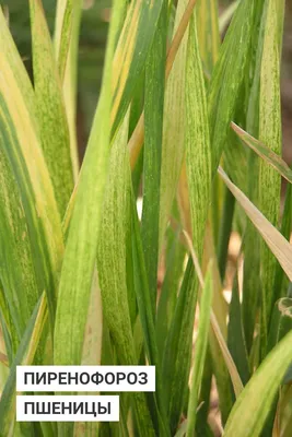 Пиренофороз или жёлтая пятнистость пшеницы. Описание и методы лечения