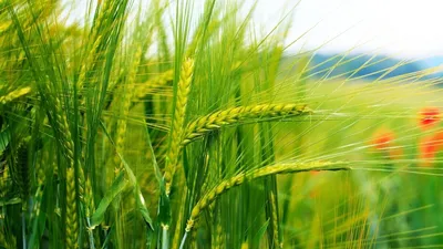 Пиренофороз - опасное заболевание пшеницы – тема научной статьи по  биологическим наукам читайте бесплатно текст научно-исследовательской  работы в электронной библиотеке КиберЛенинка