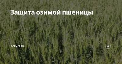 Пшеница Спенсер – Купить Цена Оригинал 100% – АгроМен