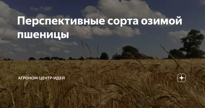 Система защиты пшеницы, ячменя и других зерновых колосовых культур от  вредителей, болезней, сорняков на 2024 | Агроэксперт-Трейд