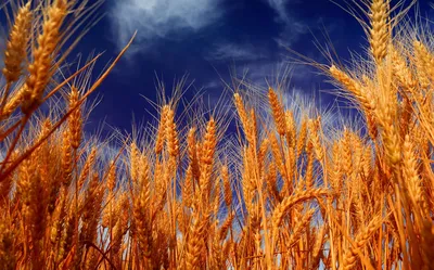 Фунгициды для озимой пшеницы – купить недорого
