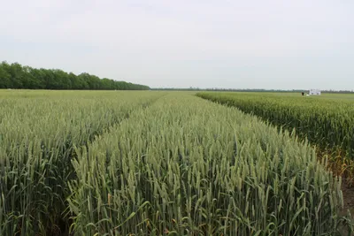 80 ц/га зерна озимой пшеницы – реальность