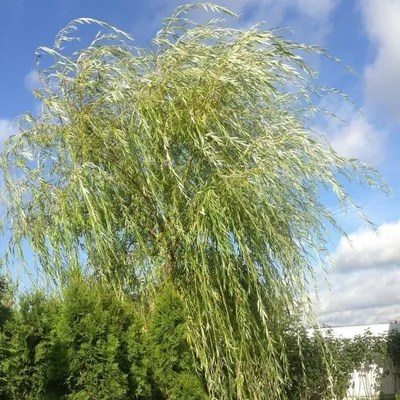 Плакучая ива дерево фото фотографии