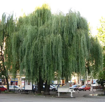 Ива Плакучая - Купить саженцы в Москве